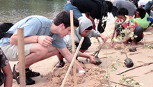 A group of people plant mangrove trees.