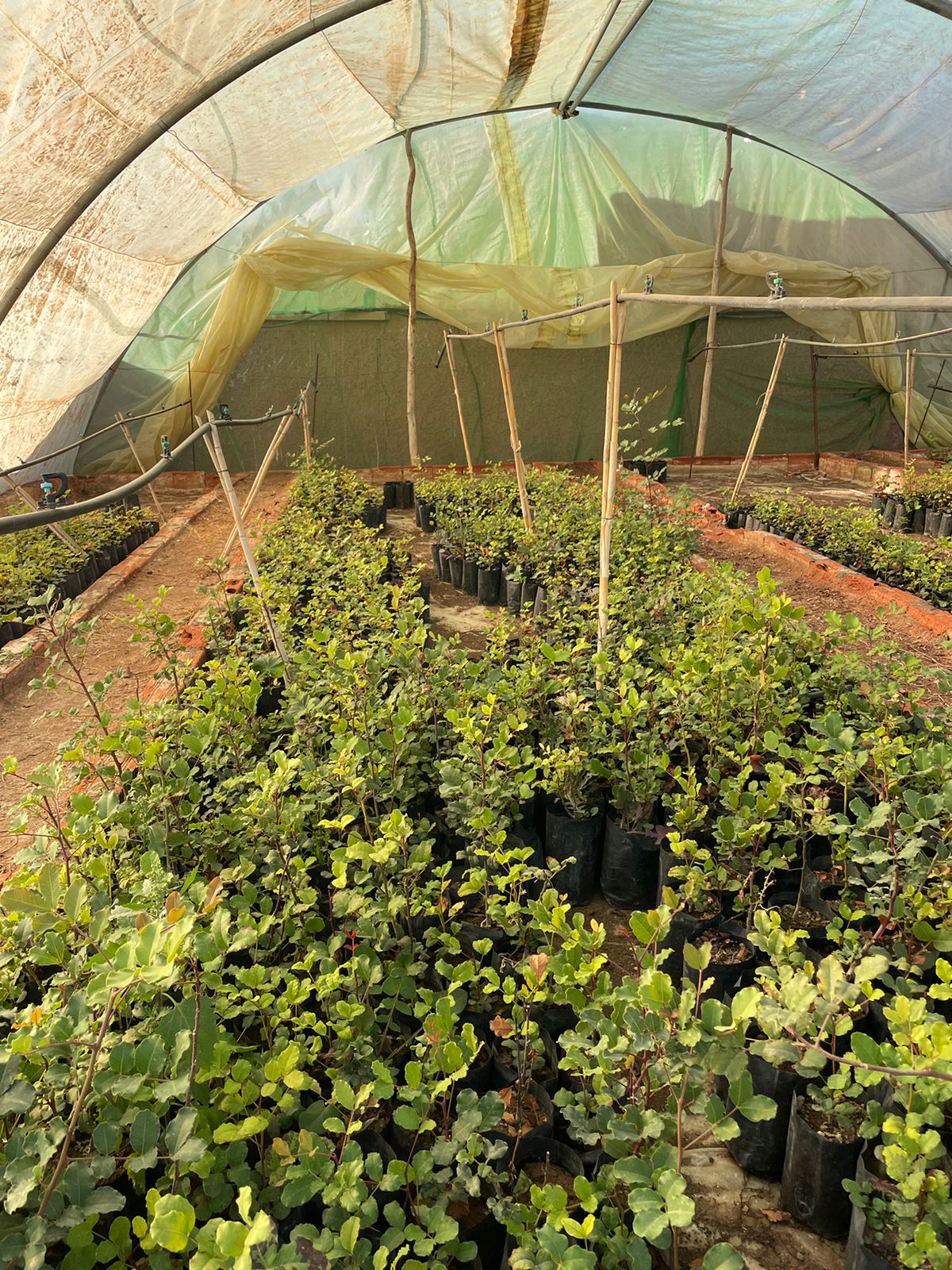 The Seeds of Life Greenhouse